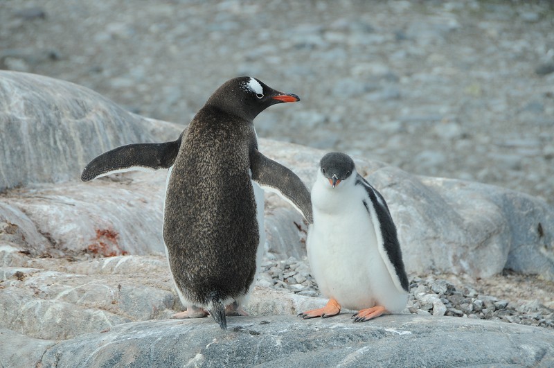 Antarktida / Antarctica (En)
