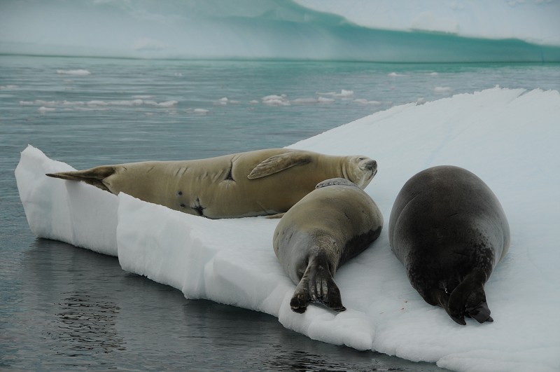 Antarktida / Antarctica (En)