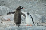 penguins