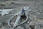 whale skeleton