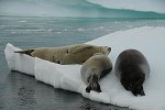 seals on the iceberg