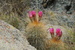 Cactus - Altiplano, Bolivia