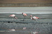 Flamingos on Altiplano, Bolivia
