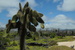 A Cactus, Galapagos
