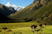 Donkeis carrying the Wood - PN Huascarán, Peru