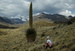 Puya Rimondii - PN Huascarán, Peru