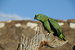 Domestic Parrot on a cactus - Altiplano, Bolivia