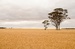Large wheat fields of Western Australia