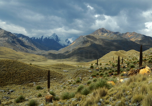 South America 2009/2010