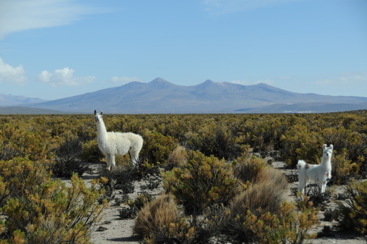 South America 2009/2010