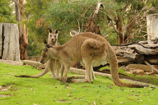 Australia 2016/2017